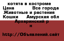 котята в костроме › Цена ­ 2 000 - Все города Животные и растения » Кошки   . Амурская обл.,Архаринский р-н